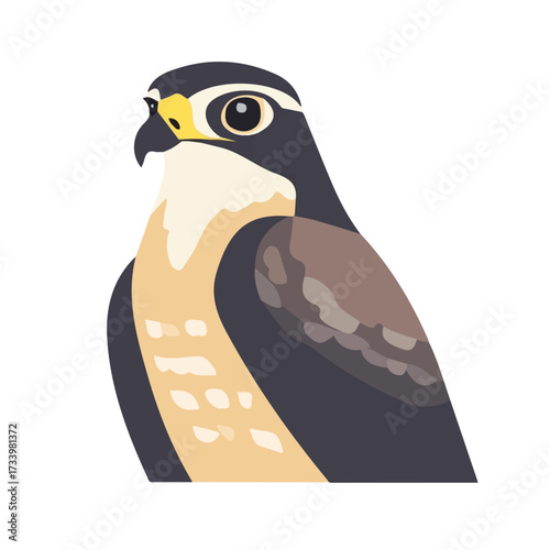 Hawk, flat style 2D vector image, isolated on a white background