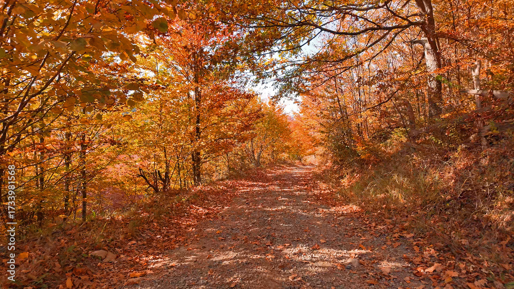 Obraz premium Autumn colored trees and countryside landscape scenery.