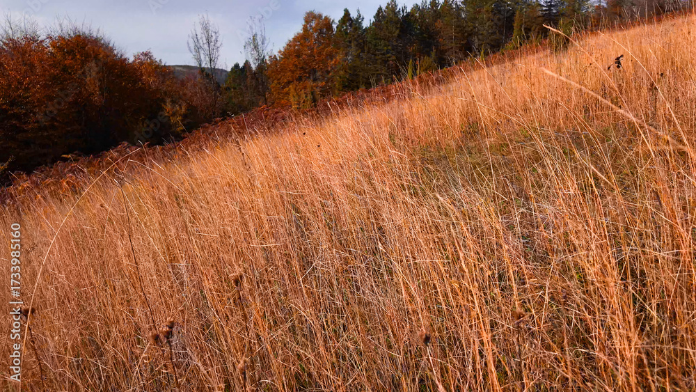 Fototapeta premium Autumn colored trees and countryside landscape scenery.