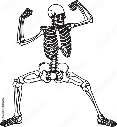 This skeleton drawing features a full-body view, showcasing the skull's body silhouette on a clean white background. 