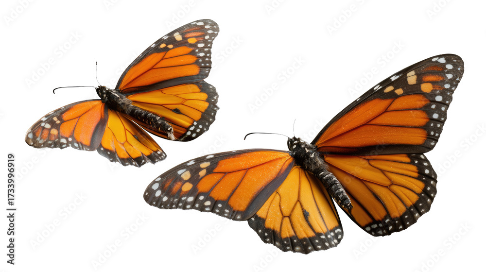 Fototapeta premium Monarch Butterfly Flight: Capture the elegant dance of two Monarch butterflies mid-flight, their vibrant orange wings creating a mesmerizing spectacle of nature's beauty.