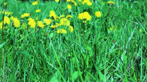 Bright yellow dandelion flowers sway gently in the wind among tall green grass, creating a natural spring meadow scene full of vibrant life and color.