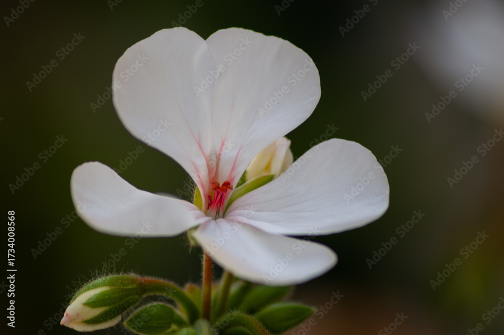 Fototapeta premium bee on flower