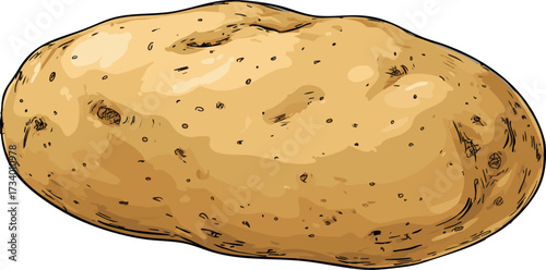 potato simple flat vegetable digital illustration