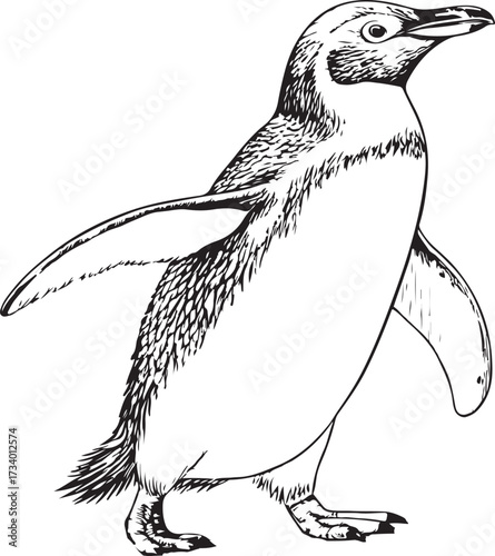 Penguin Hand-drawn Sketch Drawing Vector Illustration, Line Linear Symbol Engraving Coloring Book, Black and White Isolated