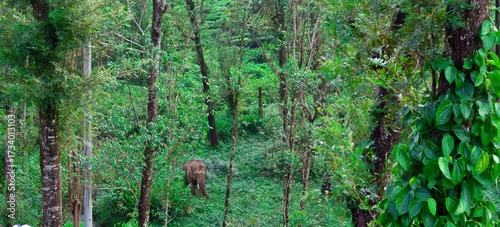 A wild elephant quietly roams through the lush green forests of Valparai, Tamilnadu, blending into the dense vegetation and tall trees, showcasing the india’s rich wildlife and serene wilderness