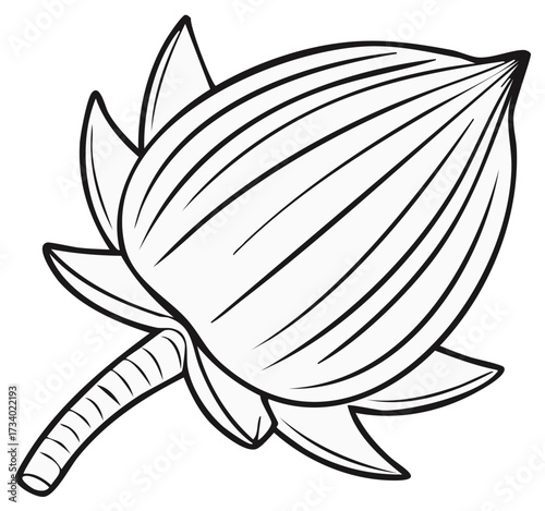 Elegant Unopened Lotus Flower Bud Line Art Illustration Vector Graphic