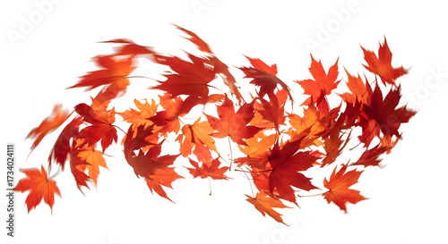 A vibrant display of autumn leaves, showcasing the beauty of fall foliage against a white background.
