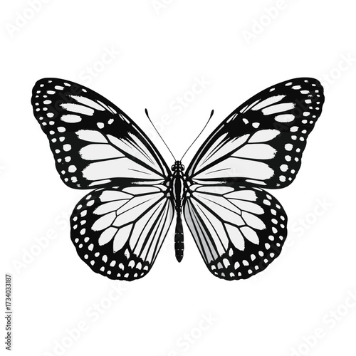 Elegant Black and White Butterfly on White Background