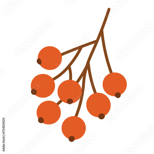 Cluster of red autumn berries in flat doodle style, seasonal botanical element isolated on white background.