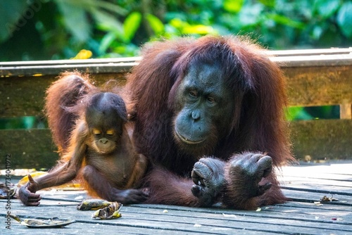 Orang-Utan-Mutter mit ihrem Baby liegt entspannt auf einer Holzplattform im Dschungel. Das Jungtier erkundet neugierig die Umgebung, während die Mutter aufmerksam zusieht.