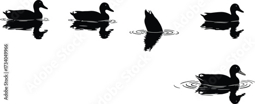 Set of Duck Silhouettes Swimming and Diving in Water, Reflected Ripples and Wildlife Vector Illustration for Nature Scene, Animal Icon, Farm, and Design Projects