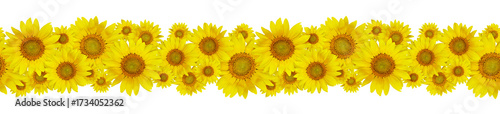 Yellow sunny sunflowers in ...