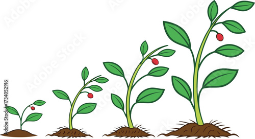 A visual progression of a plant's growth from seed to mature plant, illustrating stages of development.