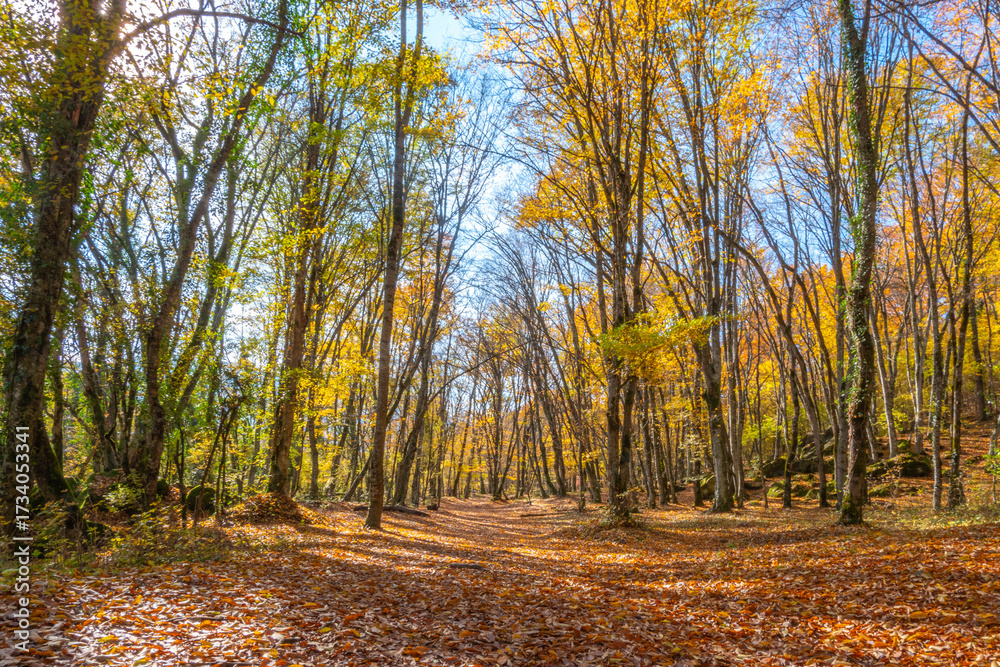 Fototapeta premium road in autumn forest