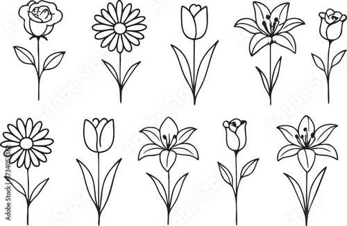 Botanical flower outline vector set with rose daisy lily tulip simple drawings