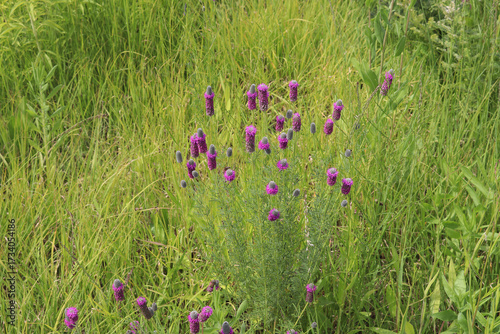 Purple Prairie Clover (Dalea candida, Petalostemum candidum) in green meadow (Bavaria, Germany)