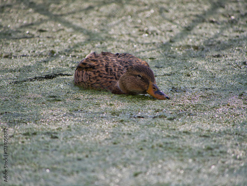 Female mallard duck gliding through green algae-covered wetland in natural habitat near Lake Neusiedl, Austria – close-up wildlife photography of bird in calm, serene environment