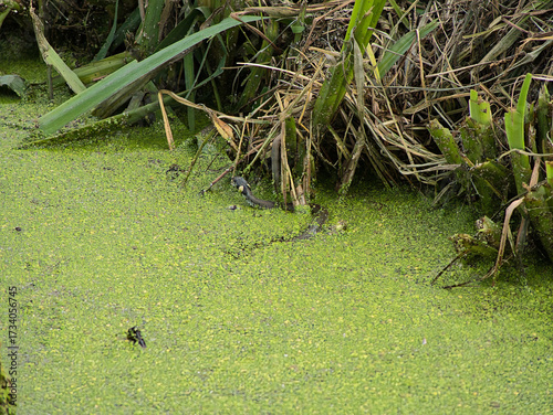 A European grass snake (Natrix natrix) swimming through duckweed-covered swamp water near the reeds. Perfect wildlife shot for nature, wetland, reptile, and biodiversity-related projects.