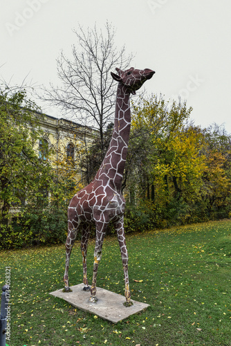Photography giraffe in the zoo