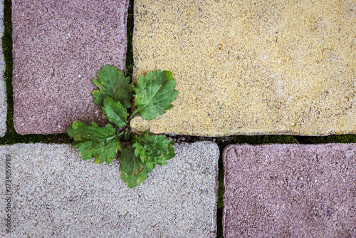 Weed Remove among Patio Paving Stones Close up. Copy Space.