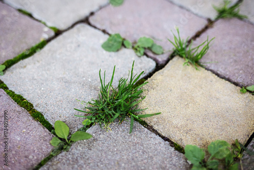 Grass Weeds Between Pavers. Getting rid of Grass between Paving stones concept. Plant Between Pavers.