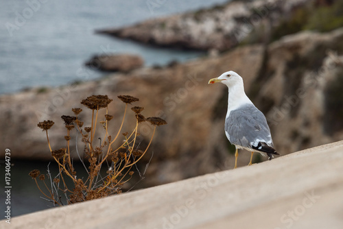Seagull on coastal cliff with dried wildflowers in Ibiza, Spain