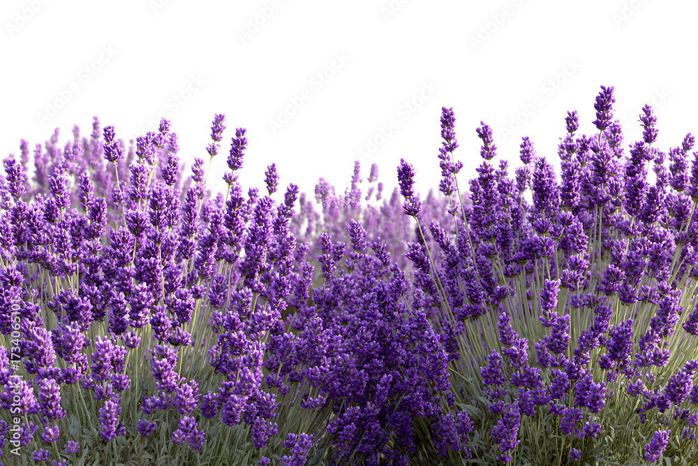 Naklejka premium Endless field of vibrant purple lavender blossoms in full bloom, isolated on white background.