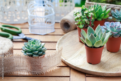 Florist at work: woman shows how to make cute home decorations with succuletnt plants. Step by step, tutorial.