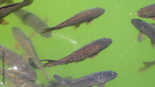Fish swimming in green water at a local pond