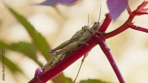 Grasshopper perched on a vibrant red stem in nature
