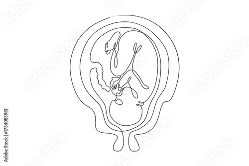 Continuous one line drawing Human embryo. Development of the human fetus. Pregnancy.Line art.One continuous line isolated illustration.Not AI.