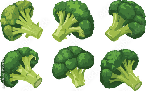 Realistic broccoli floret vector set with green stalks, bumpy textures, healthy vegetable illustrations for culinary, nutrition, and educational use
