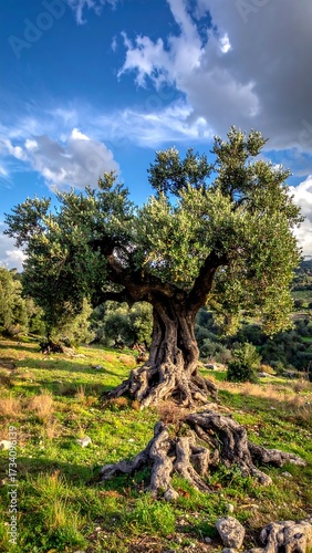Majestic olive tree on a hilltop under a vibrant sky