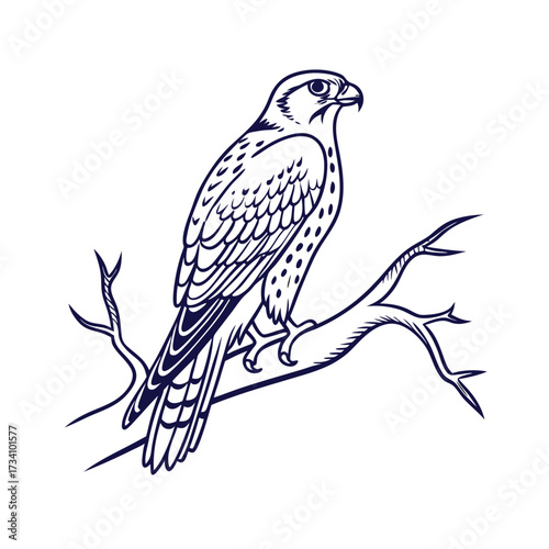 Detailed line drawing of a majestic falcon perched on a bare branch