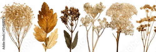 Collection of Dried Wildflowers for Medicinal Use on White Canvas, Showcasing the Natural Beauty of Herbs and Leaves