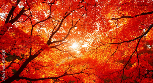 Looking up at a canopy of vibrant red and orange leaves with sunlight shining through the branches ai generated
