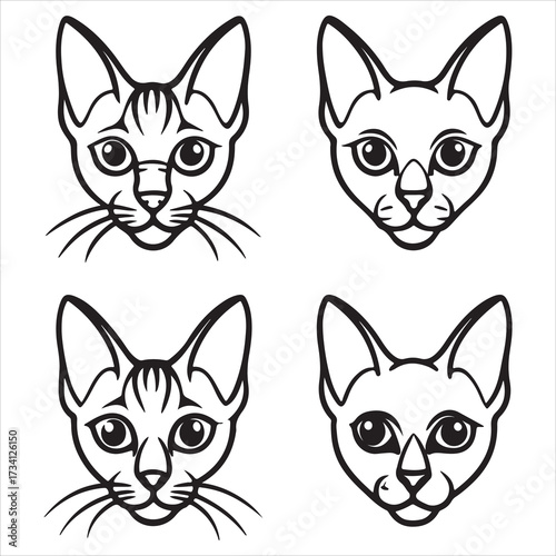 An Elegant Slender Balinese Cat, a Siamese Type Longhair Breed with Striking Color Point Markings, a Plumy Tail, and a Vocalize Temperament