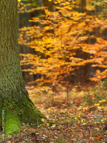Baumstamm im Herbstwald