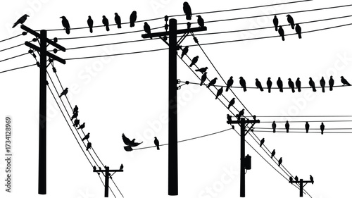 Utility poles, perched birds, power lines, flying flock, urban wildlife, rural scene, silhouette, black, white, nature, electricity, infrastructure, resting