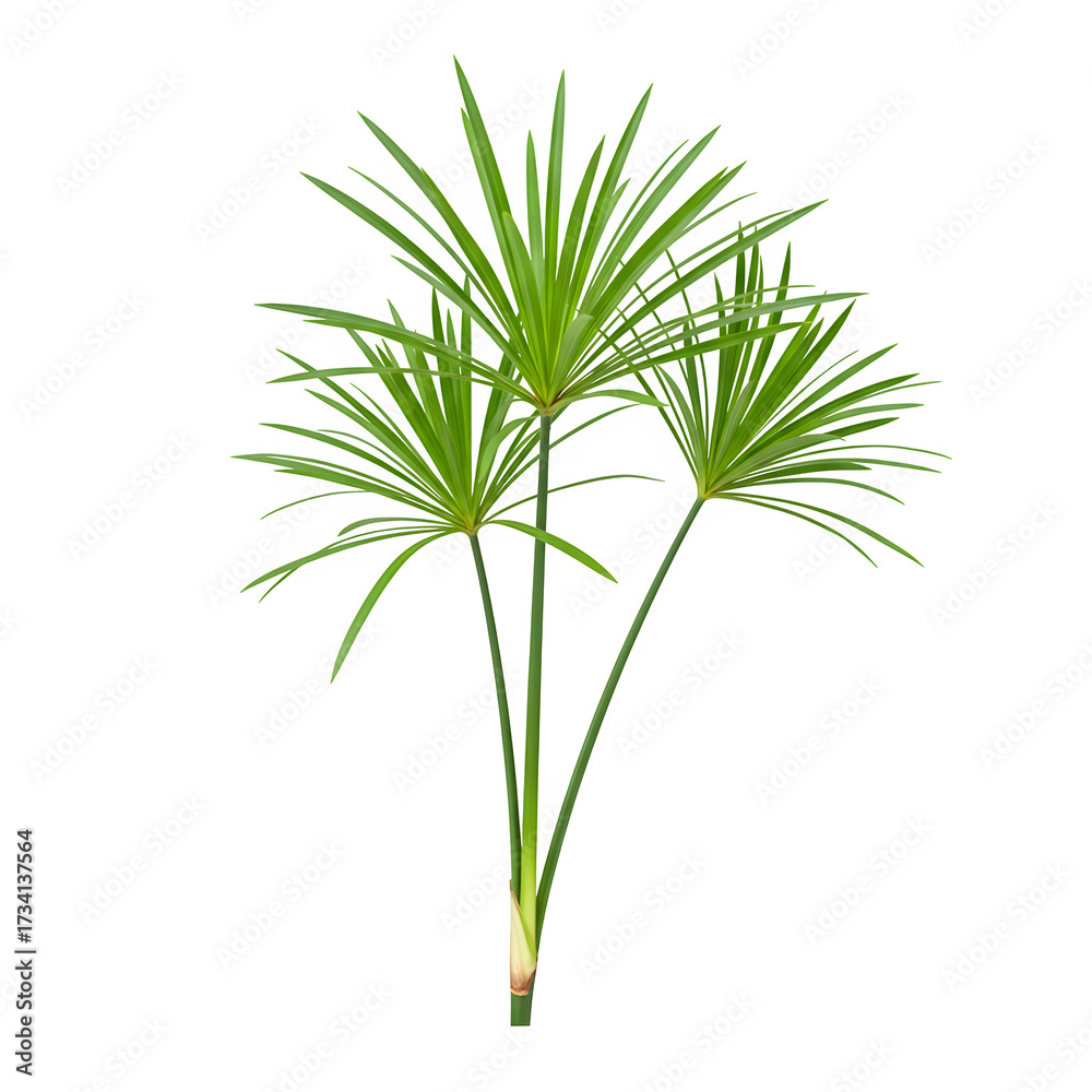 Fototapeta premium Green triangular papyrus cyperus papyrus plant stem isolated on transparent or white background. PNG