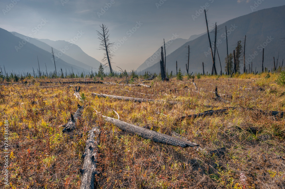Obraz premium Forest fire smoke and tree snags on a ridge in Kootenay National Park, British Columbia, Canada