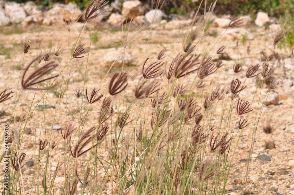 Obraz premium A field of tall, dry grass with a rocky ground. The scene is desolate and uninviting, with no signs of life or vegetation