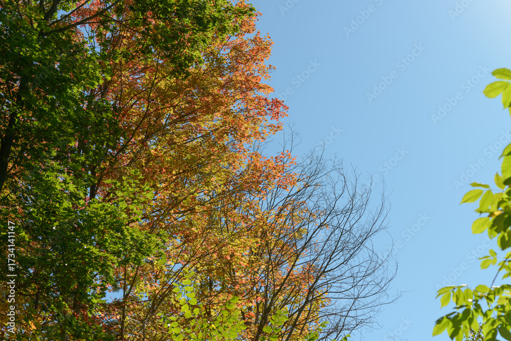 Fototapeta premium autumn trees on a blue sky