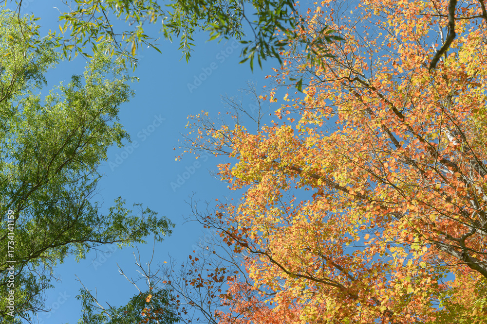 Fototapeta premium blue sky and trees in autumn