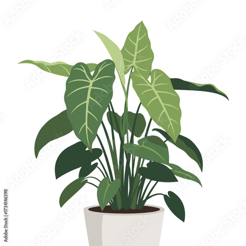 A lush green potted plant with large heart-shaped leaves adds a touch of nature indoors.