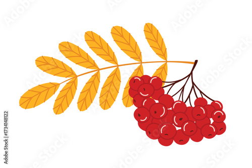 A branch of rowan berries and leaves. Bright flat style vector illustration isolated on white background