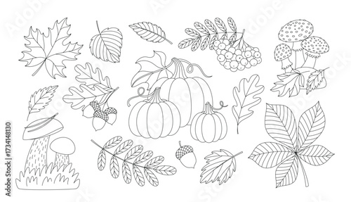 Autumn forest natural elements outline illustrations set. Leaves, mushrooms, pumpkins, acorns and rowan berries bunch. Contour vector illustration. Autumn coloring page