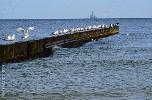 Ustka, Pomorze, Pomerania, Poland, Europe : Ustka - popular holiday resort and naval base on Baltic Sea coast, European herring gulls on wooden breakwater, Polish naval ship in background