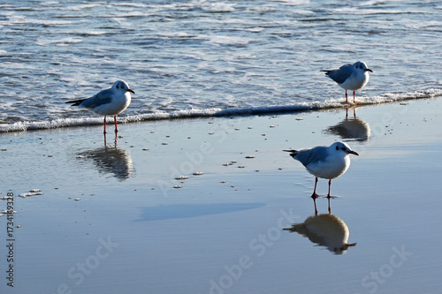 Ustka, Słupsk county, Pomorze, Pomerania, Poland, Europe : Ustka - popular holiday resort on South Coast of Baltic Sea, Slovincian Coast, Black-headed gulls on wet sandy beach in September